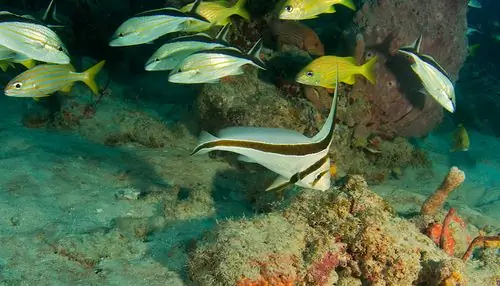 comment élever des poissons