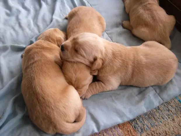 Como dar à luz um terrier de brinquedo