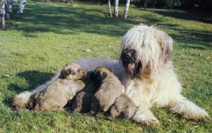 Hur man berättar om din hund är på väg att arbeta