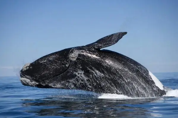 Faits intéressants sur les baleines