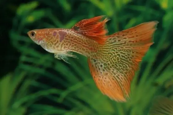 discernir el sexo de los peces de acuario guppies