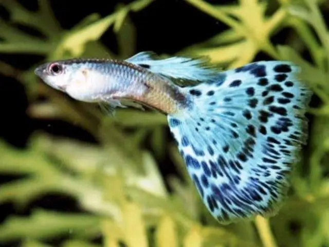 guppy kala eroja