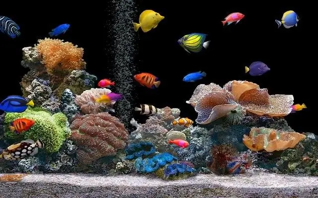 ¿Por qué mueren los peces en el acuario?