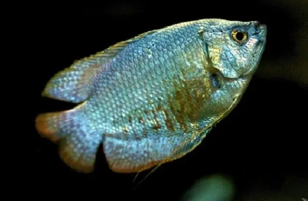 Mannlig blå gourami