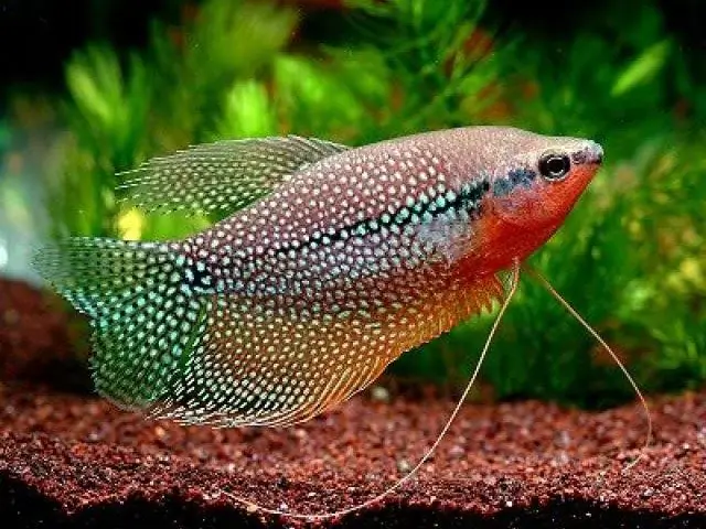 cum se determină sexul gourami