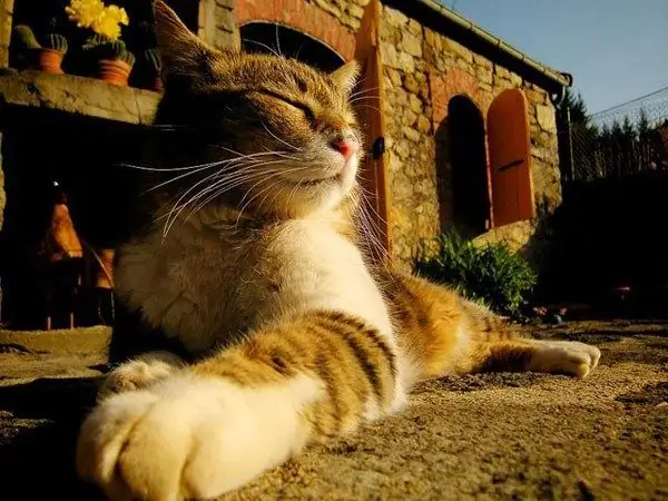 le chaton marche de côté