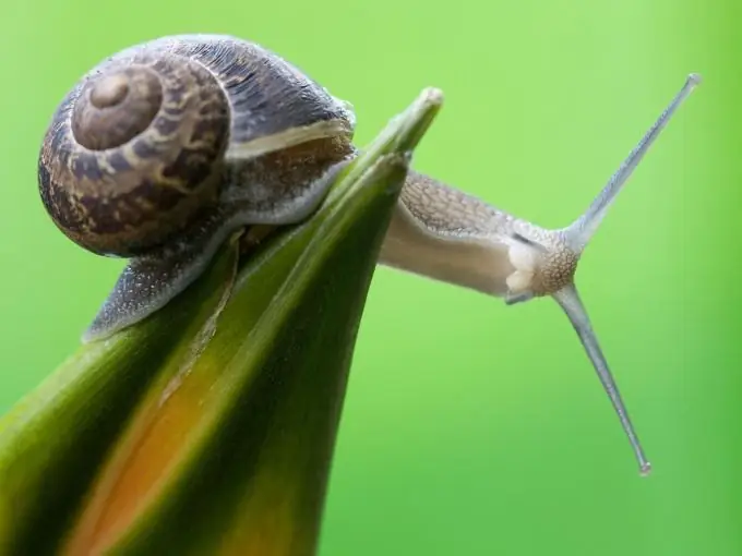 Cara memelihara siput raksasa Achatinatina