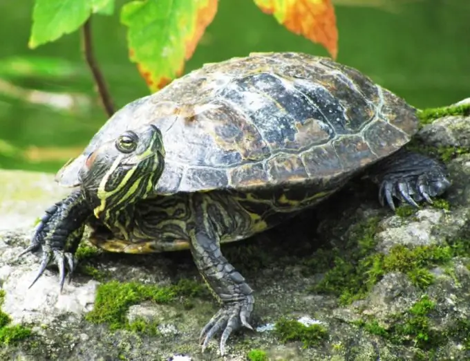 kā padarīt rokas pacelšanu