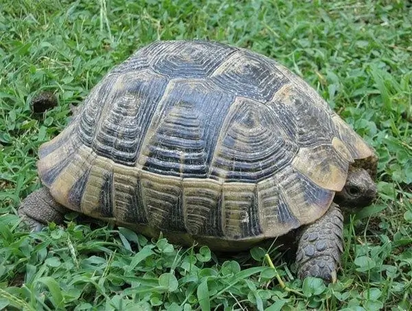 com determinar l'edat d'una tortuga d'Àsia Central