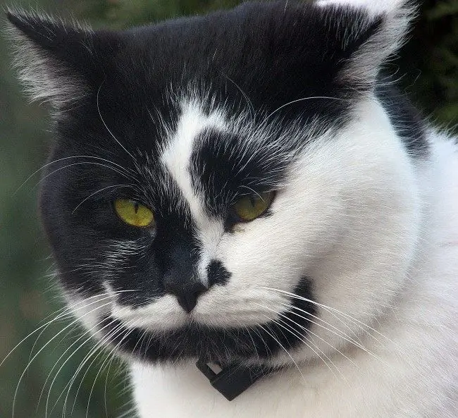 A quel âge vaut-il mieux castrer un chat