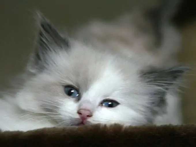 wie man Kätzchen füttert, wenn die Katze nicht genug Milch hat