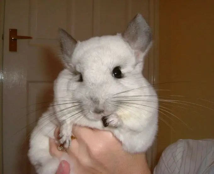 Paano magbenta ng chinchilla