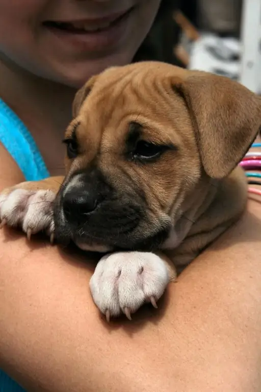 hvordan man sælger en hund på internettet