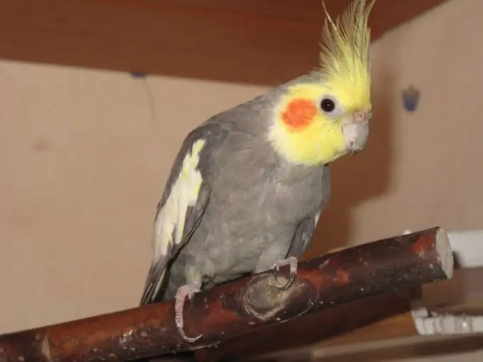 Cara mengenal pasti penyakit pada budgerigar