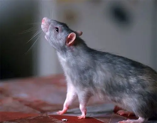 Comment distinguer les rats des souris