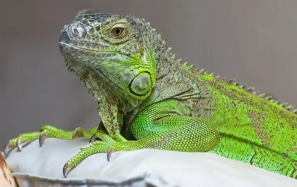 Iguana je pravi pitomi zmaj u kući