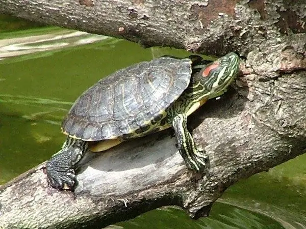 Hebben schildpadden water nodig?