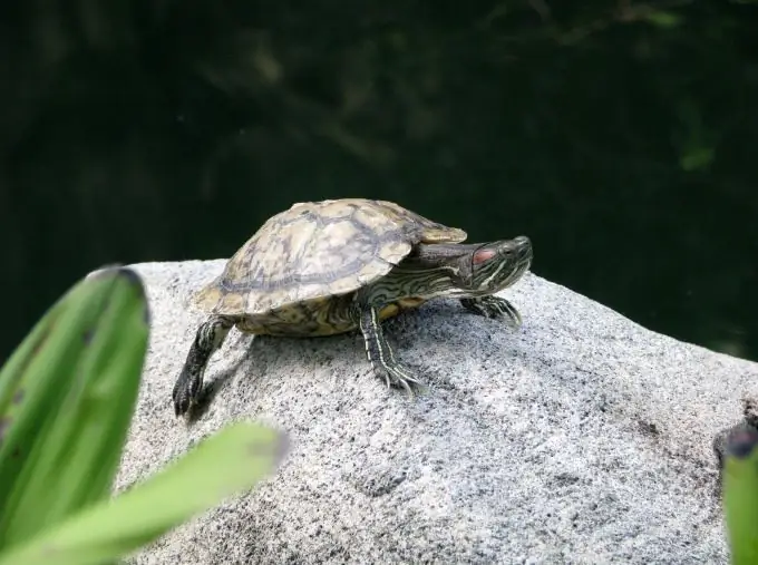 kako hraniti crvene ušate kornjače