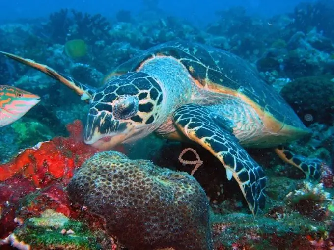 penyu di pulau galapagos