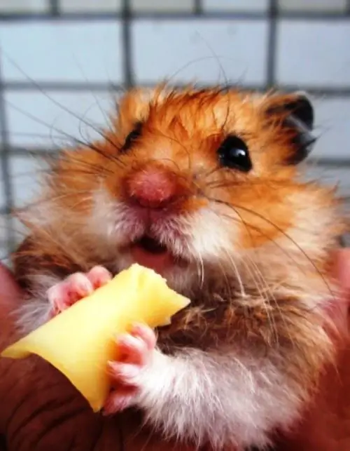 Wie man einem Hamster beibringt, von seinen Händen zu essen