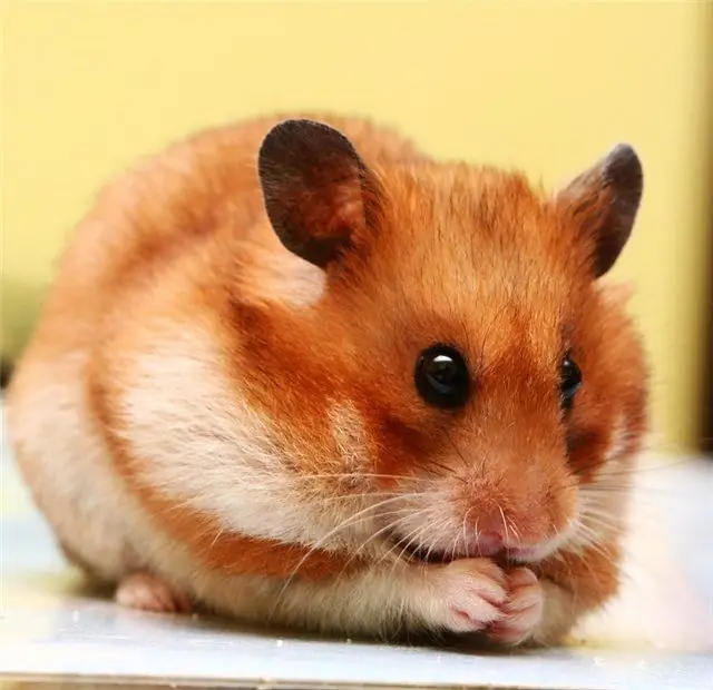 membezakan hamster lelaki