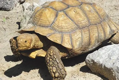 cómo curar una tortuga de agua macho y hembra