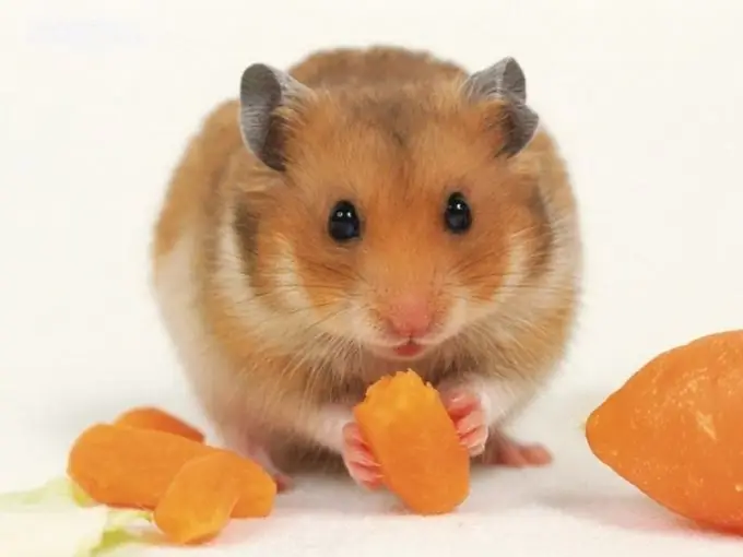 Hamster arter