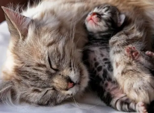 Cómo dar a luz a gatos