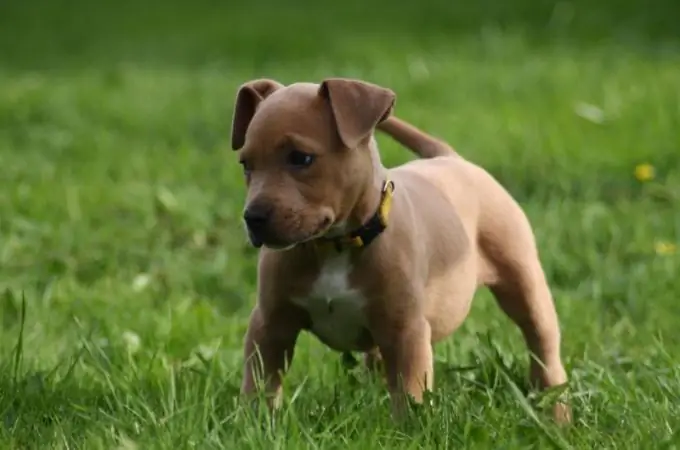 Amerikalik Staffordshire Terrier kuchukchasi, quloqlari kesilmagan