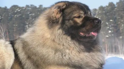 Where can you buy a Caucasian Shepherd Dog