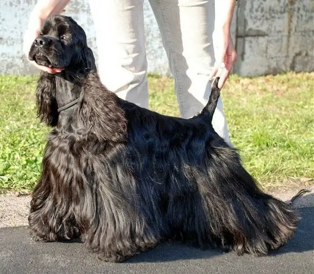 Amerikalik koker spaniel