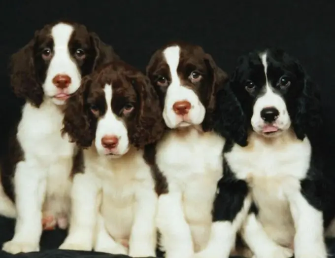 Hvordan man lærer en spaniel