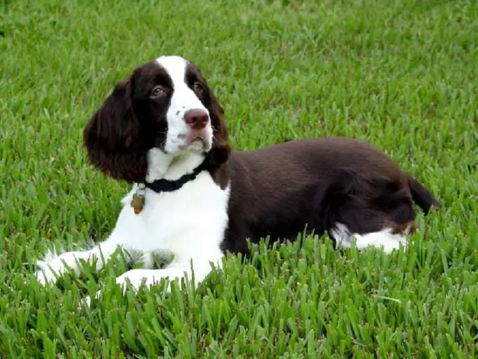 bagaimana membesarkan anak anjing spaniel bulan ini