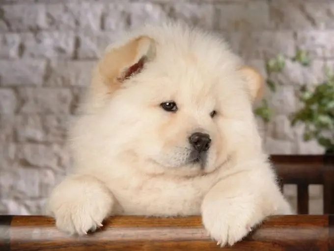 Psy wyglądające jak młode: Chow-Chow i Pomeranian