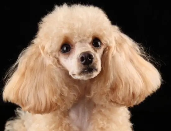 Quelle race de chien convient aux personnes allergiques