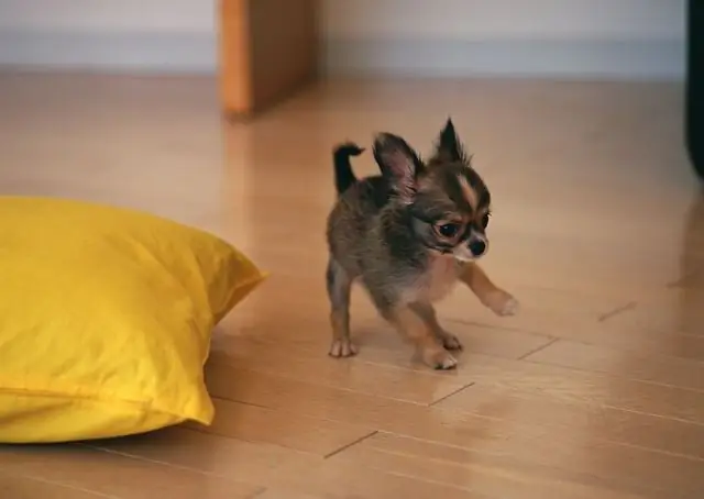 hoe een chihuahua-puppy naar de kattenbak te trainen?