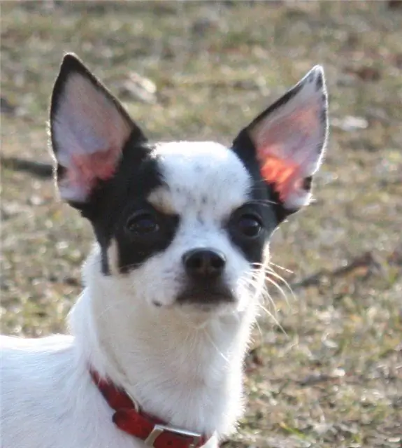 when chihuahua's ears get up