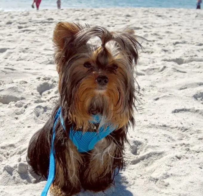 Cómo entrenar a los Yorkies