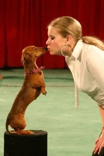 entrenamiento de perro salchicha en casa