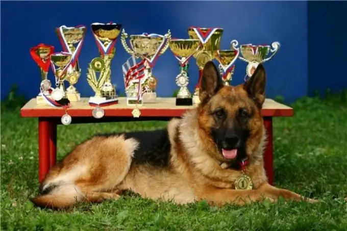 Pedigree - a document confirming the purebred