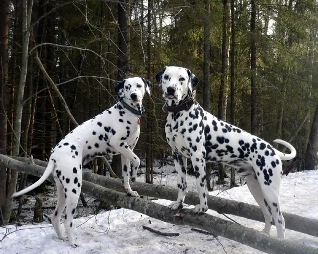 Dalmatian: kenmerke van die ras