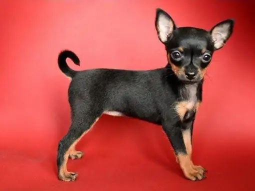 Toy Terrier