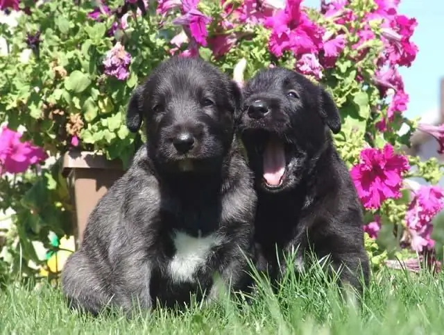 Làm thế nào để mua một chú chó con Ailen Wolfhound