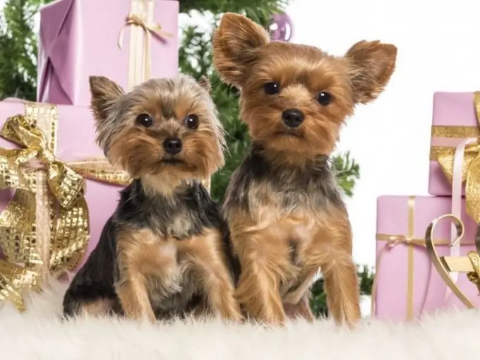 compre um yorkshire terrier