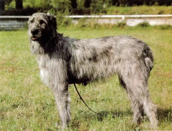 Wolfhound: tabia na nje