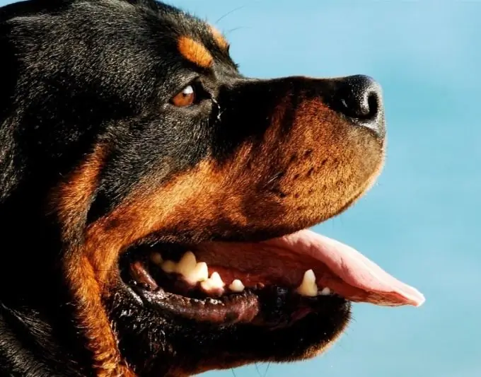 Rottweiler: standardet e racave dhe tiparet e personalitetit