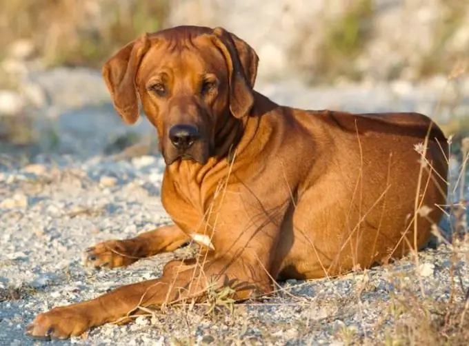 rhodéský ridgeback