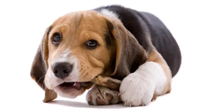 How to care for a beagle in an apartment