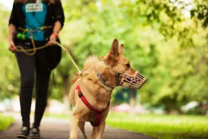 Cães passeando na Federação Russa