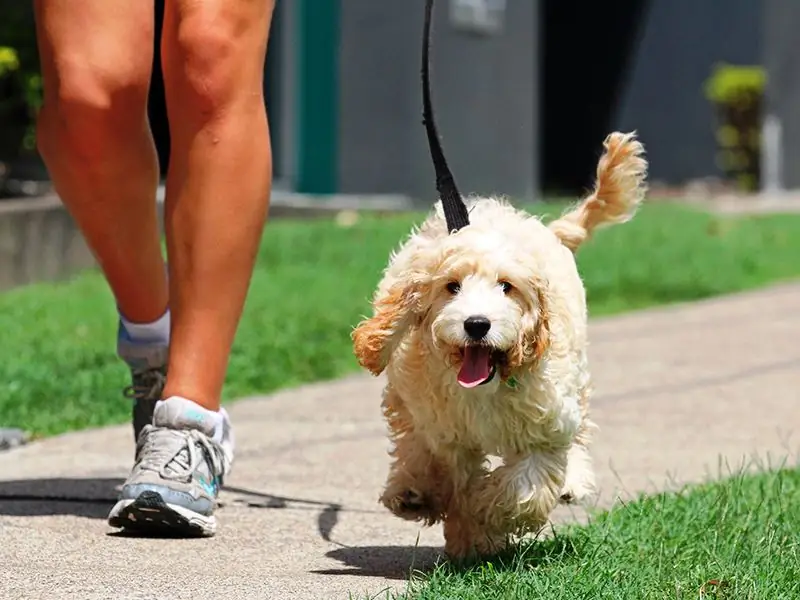 Cão andando